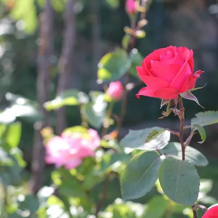 شقة Neno أوماغ